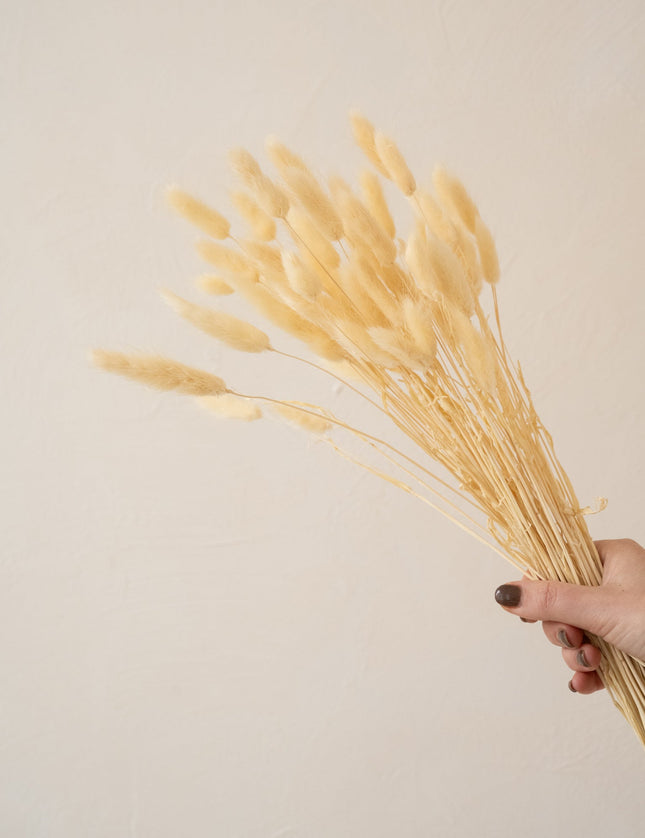 Dried Flowers- Lagurus White - Things I Like Things I Love